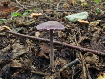 Laccaria amethystina