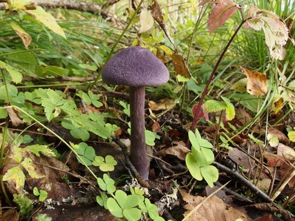 Cortinarius violaceus