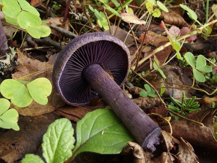 Cortinarius violaceus