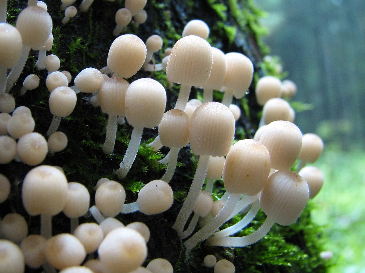 Coprinellus disseminatus