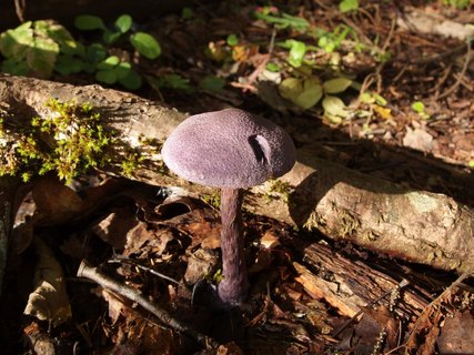 Cortinarius violaceus