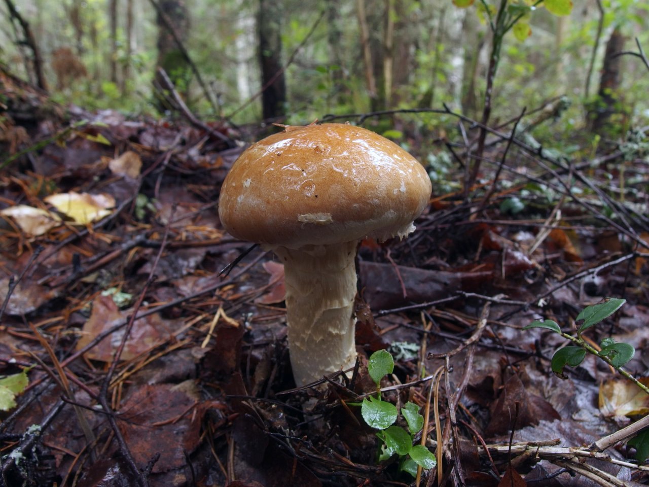 Cortinarius claricolor