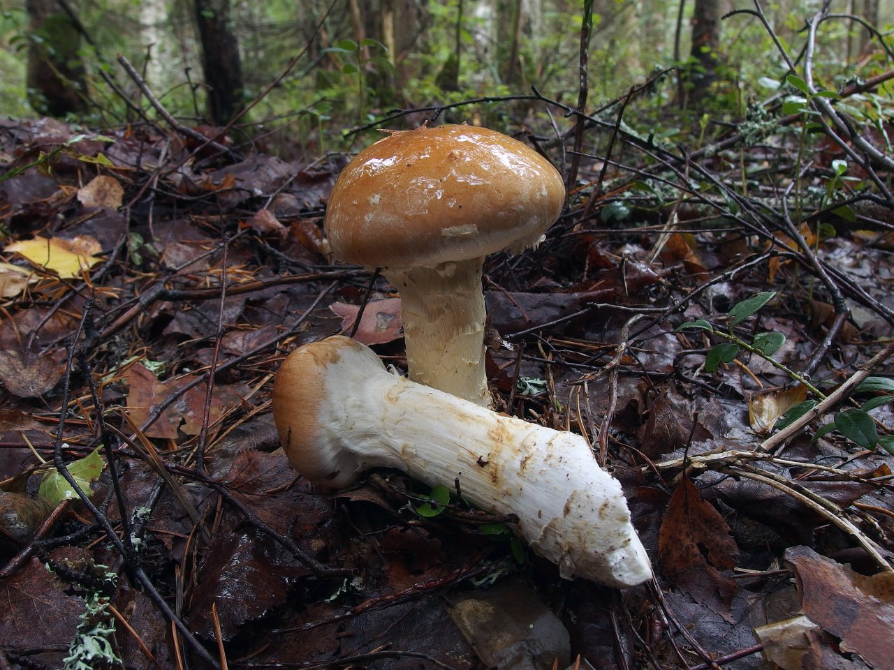 Cortinarius claricolor