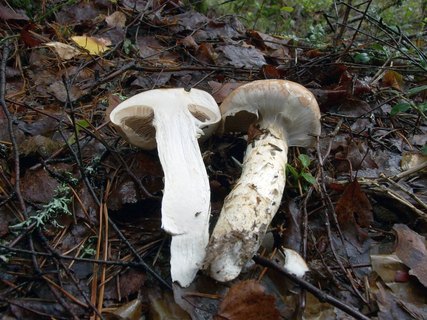 Cortinarius claricolor