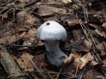 Cortinarius alboviolaceus
