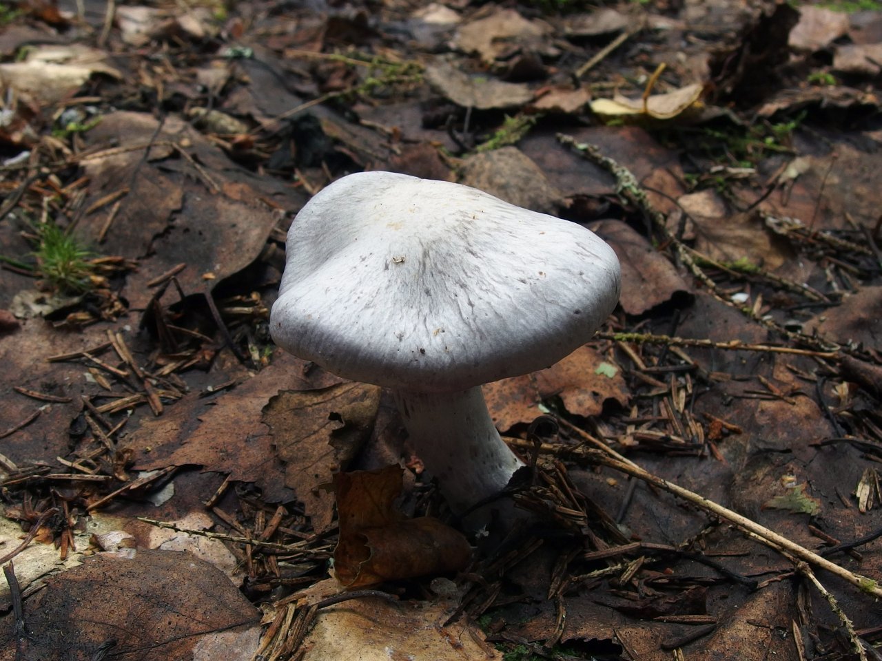 Cortinarius alboviolaceus