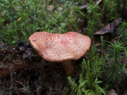 Cortinarius bolaris