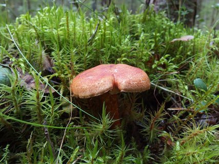 Cortinarius bolaris