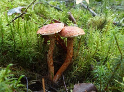 Cortinarius bolaris