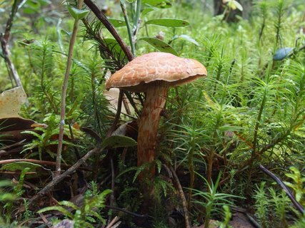 Cortinarius bolaris