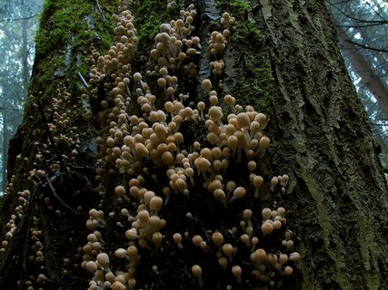 Coprinellus disseminatus