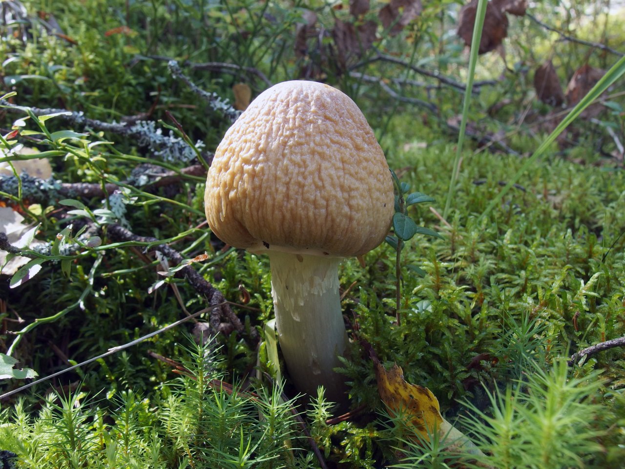 Cortinarius caperatus