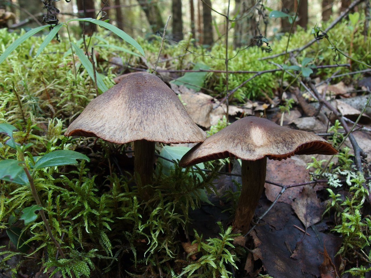 Cortinarius brunneus