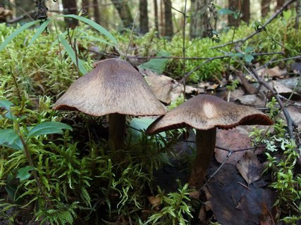 Cortinarius brunneus