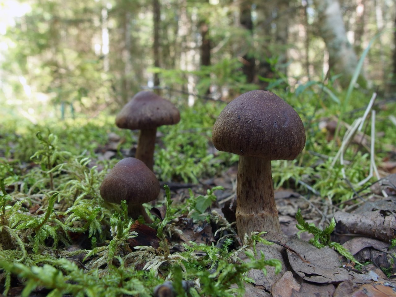 Cortinarius brunneus