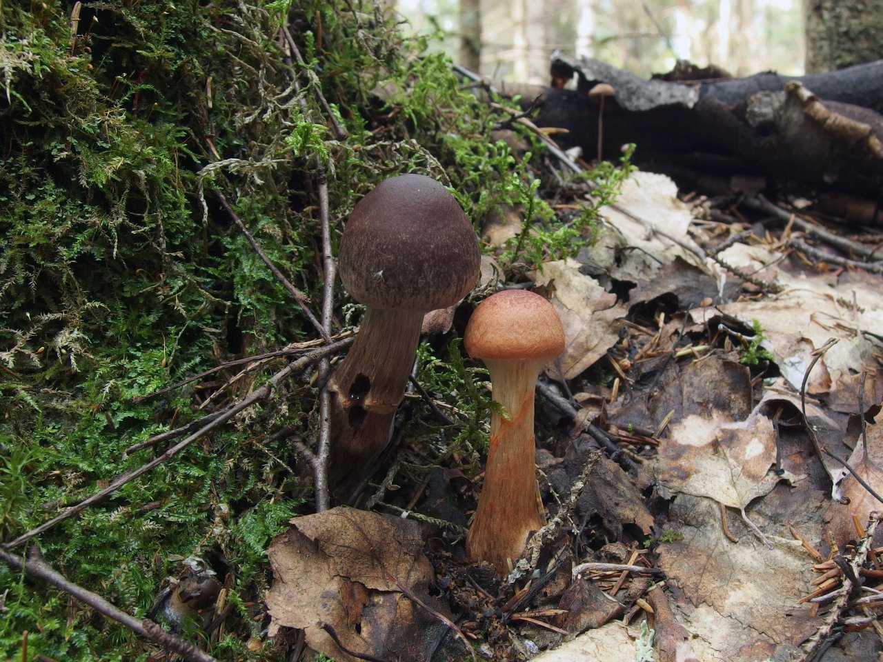 Cortinarius brunneus