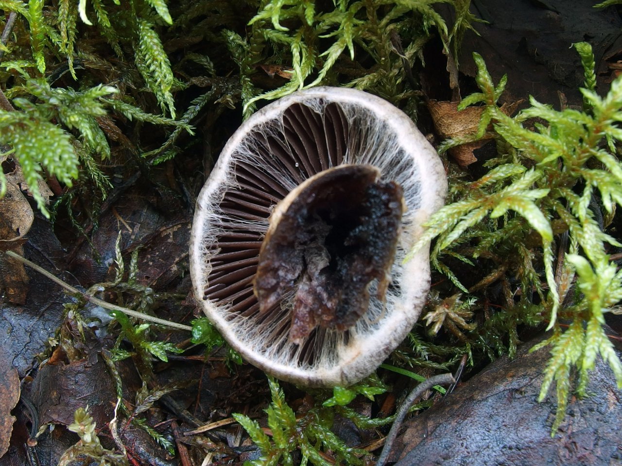 Cortinarius brunneus