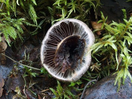 Cortinarius brunneus