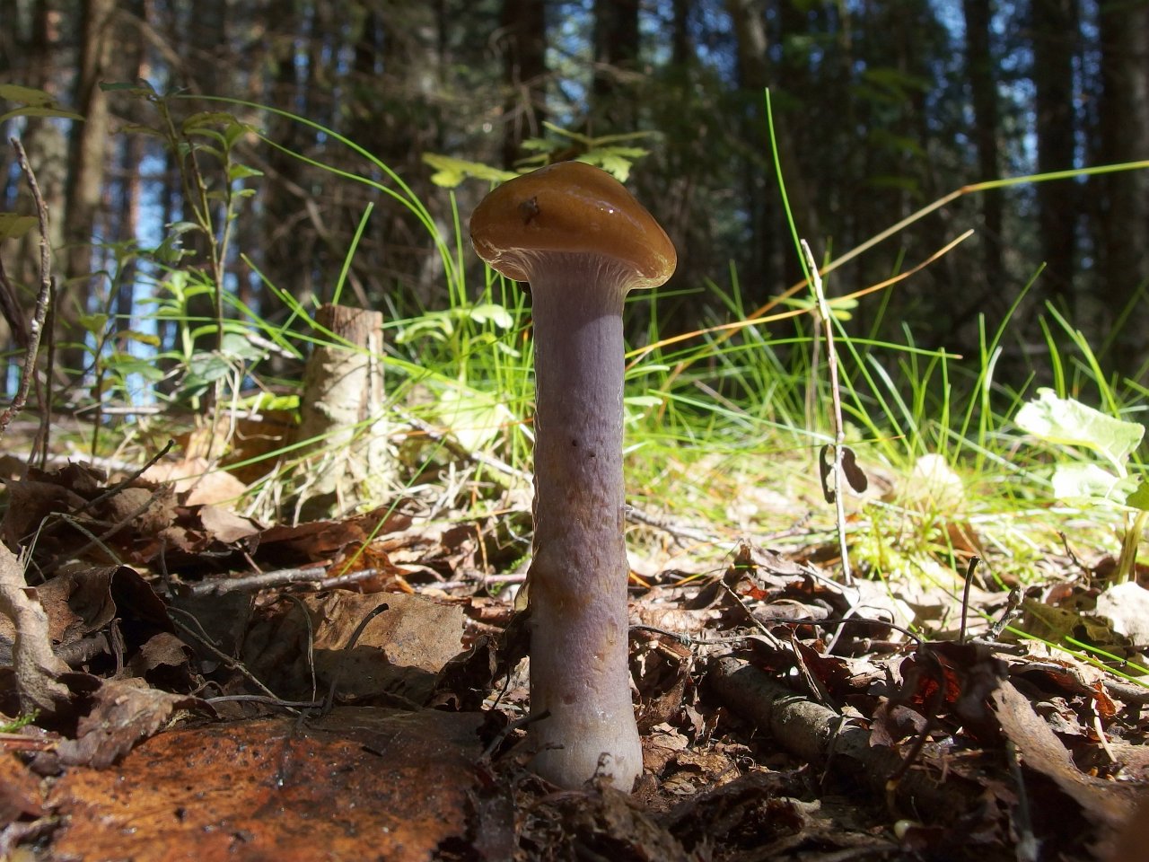 Cortinarius collinitus