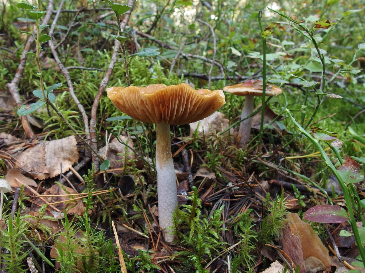 Cortinarius collinitus