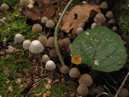 Coprinellus disseminatus