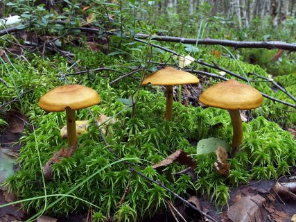 Cortinarius semisanguineus