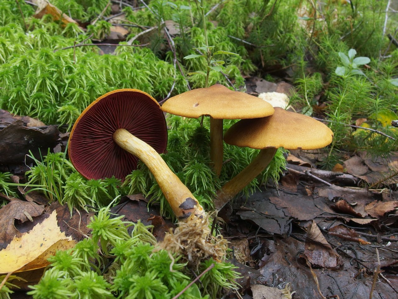 Cortinarius semisanguineus