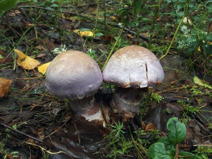 Cortinarius traganus