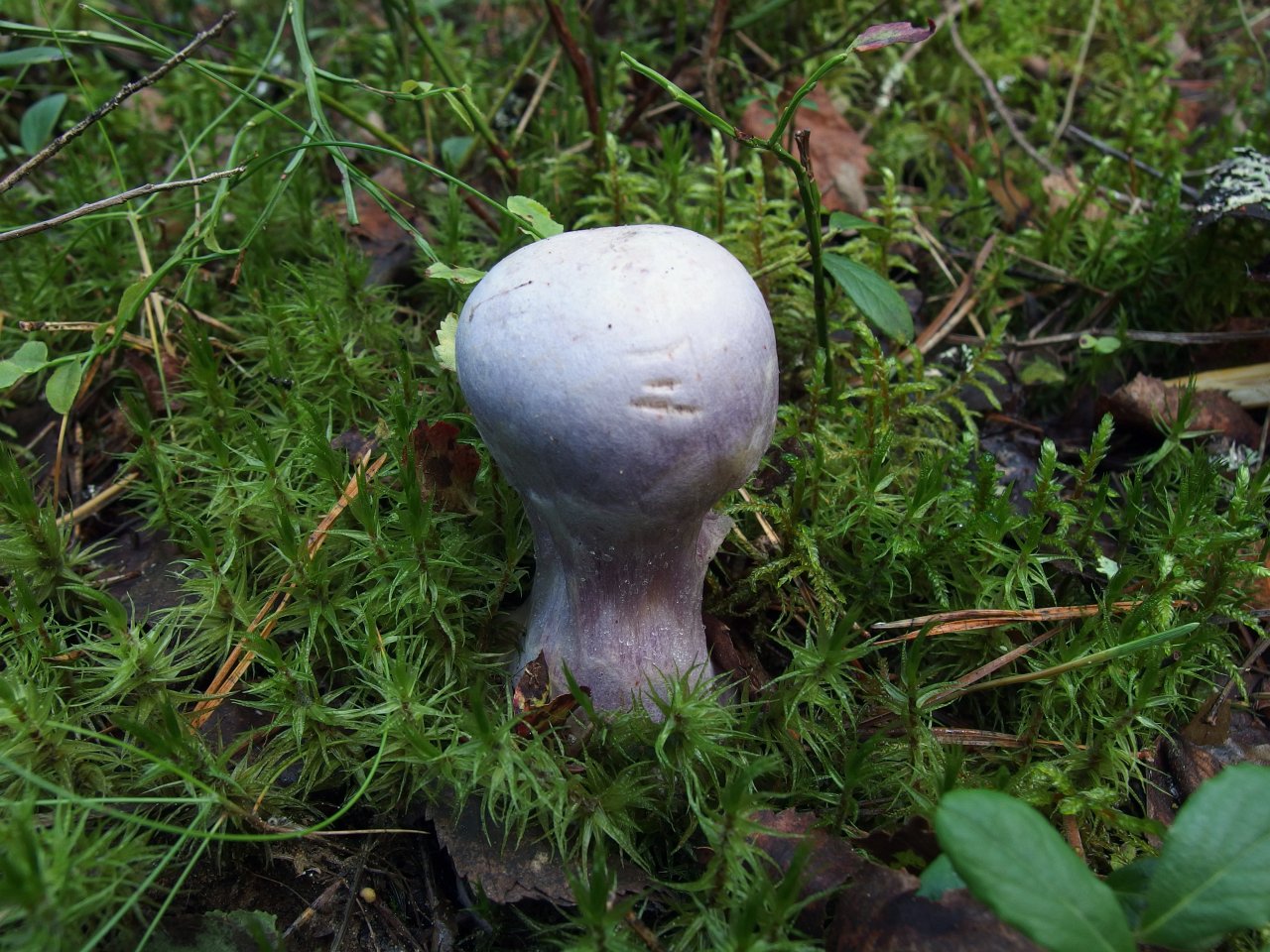 Cortinarius traganus