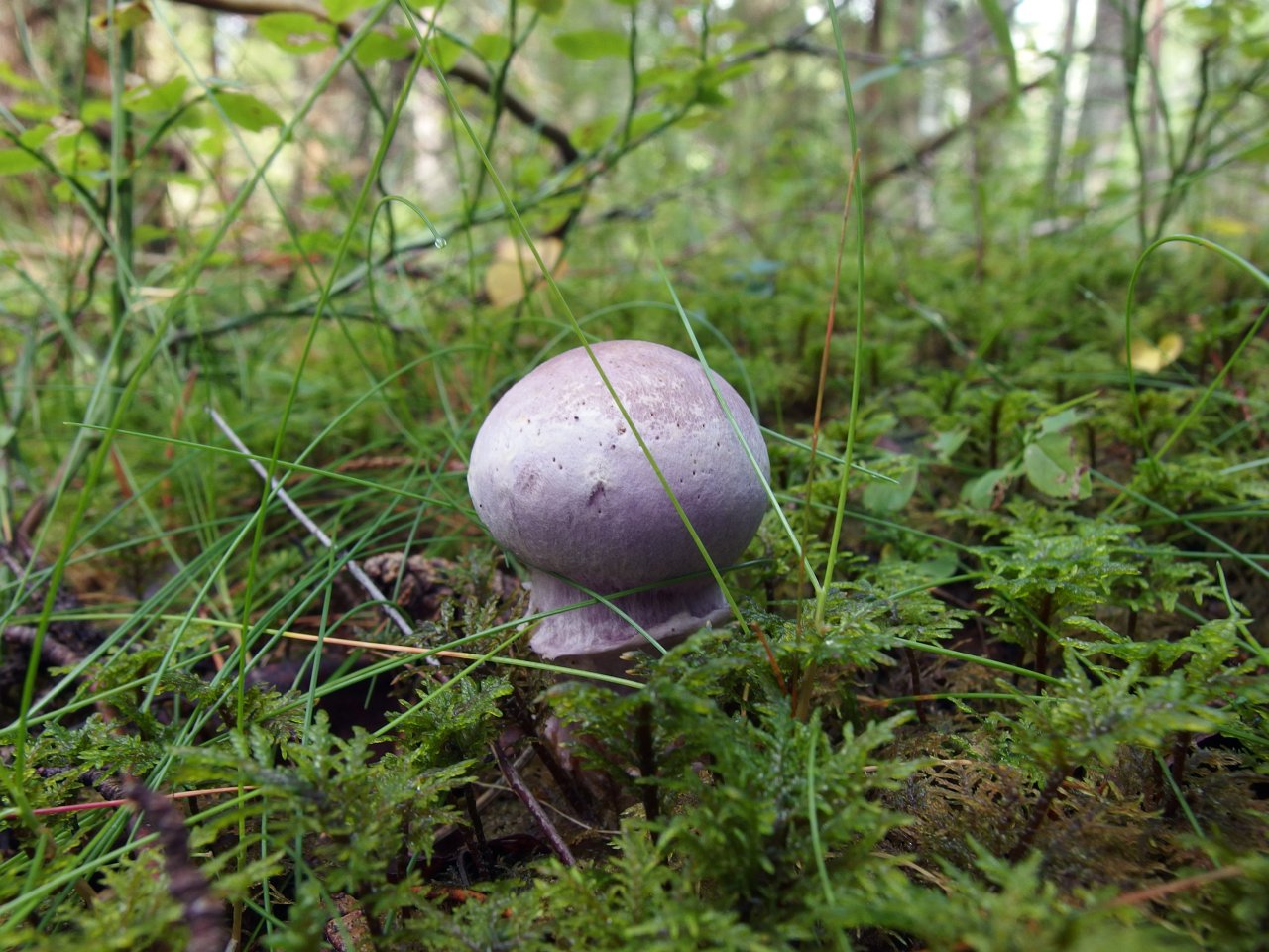 Cortinarius traganus