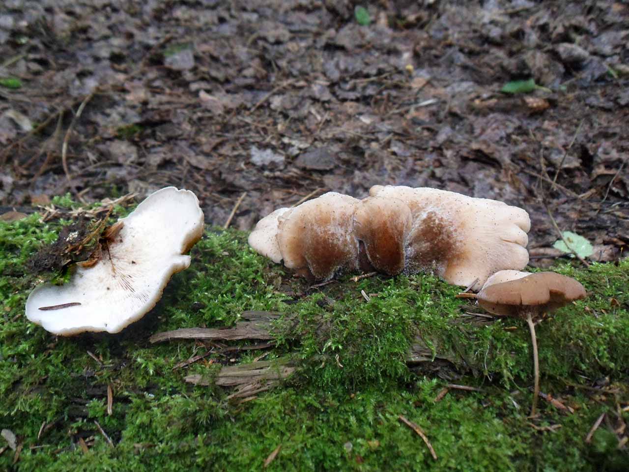 Lentinellus vulpinus