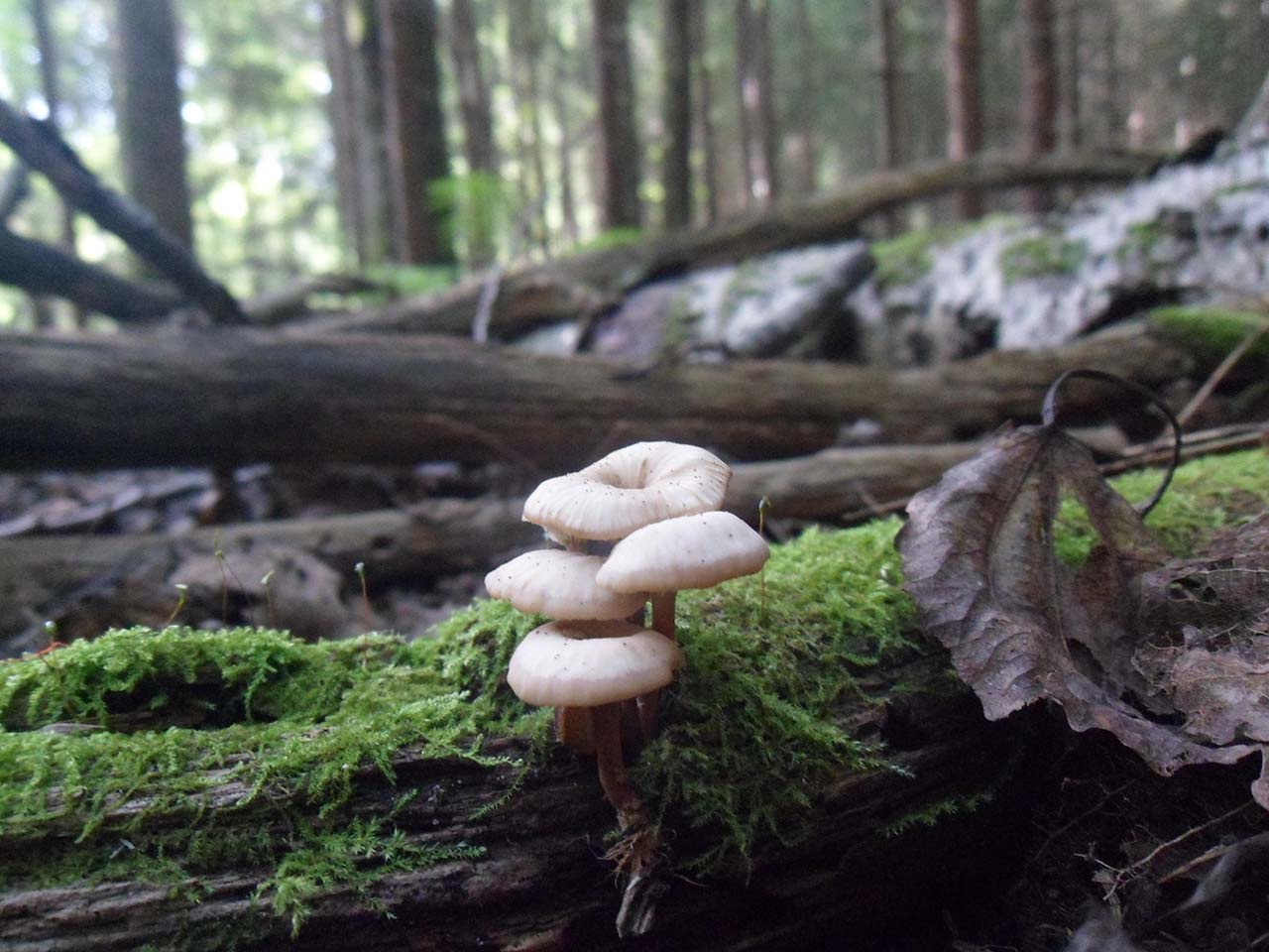 Lentinellus micheneri