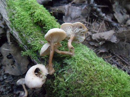 Lentinellus micheneri