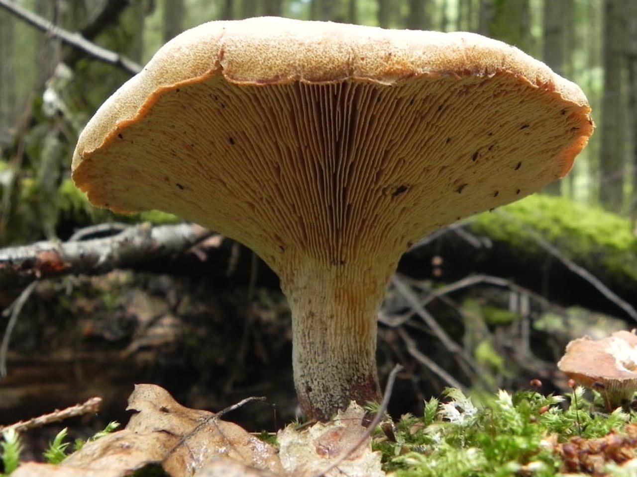 Neolentinus cyathiformis