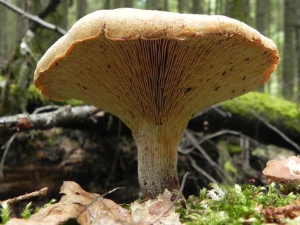 Neolentinus cyathiformis