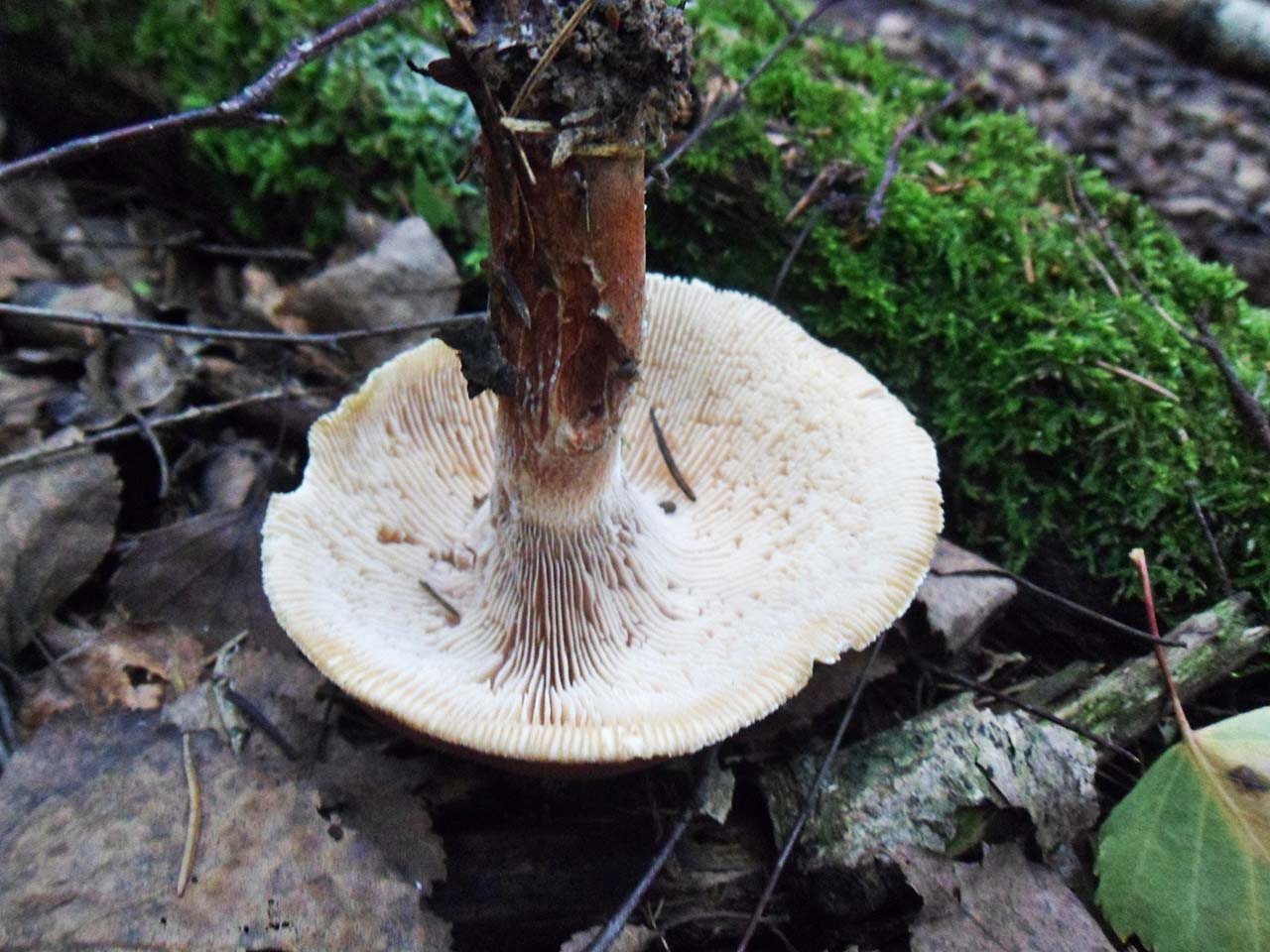 Neolentinus cyathiformis