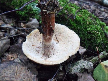 Neolentinus cyathiformis