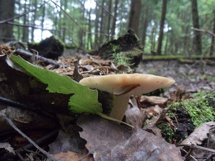 Neolentinus cyathiformis
