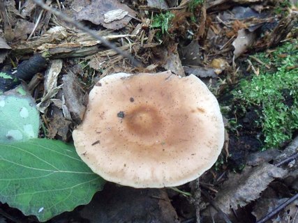 Neolentinus cyathiformis