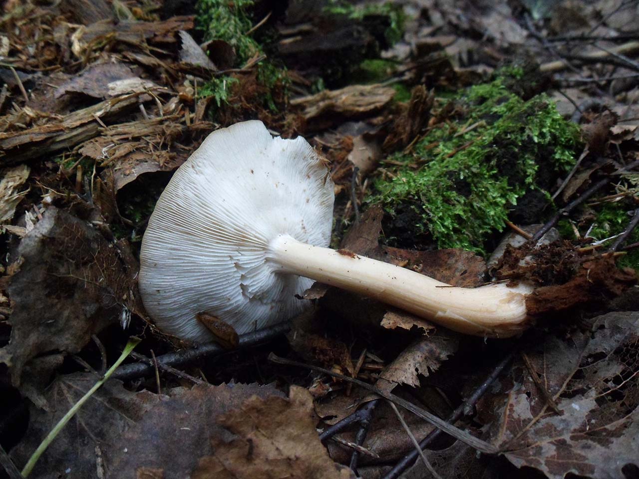 Neolentinus cyathiformis