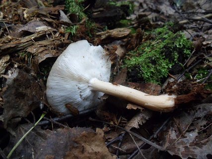 Neolentinus cyathiformis