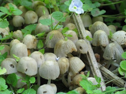 Coprinellus disseminatus