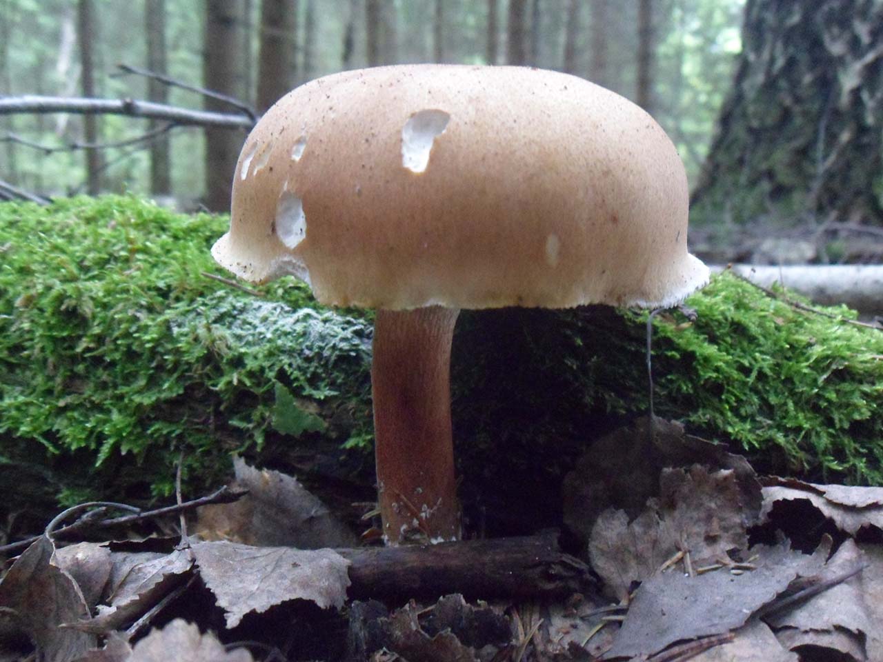 Neolentinus cyathiformis