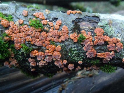 Peniophora rufa