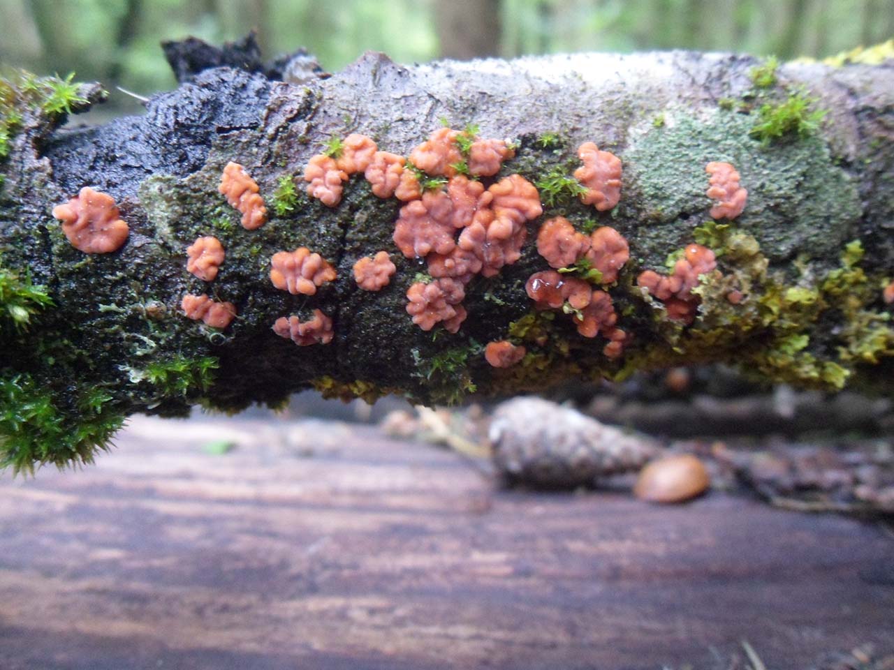 Peniophora rufa