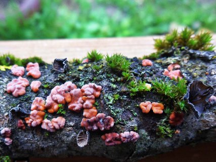 Peniophora rufa