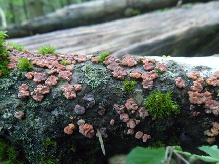 Peniophora rufa