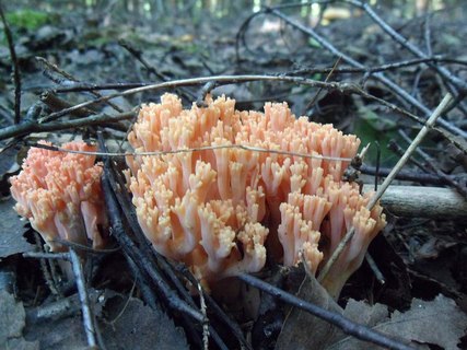 Ramaria botrytis