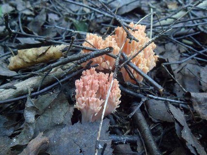 Ramaria botrytis
