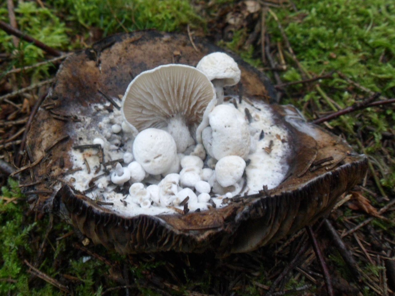Asterophora lycoperdoides